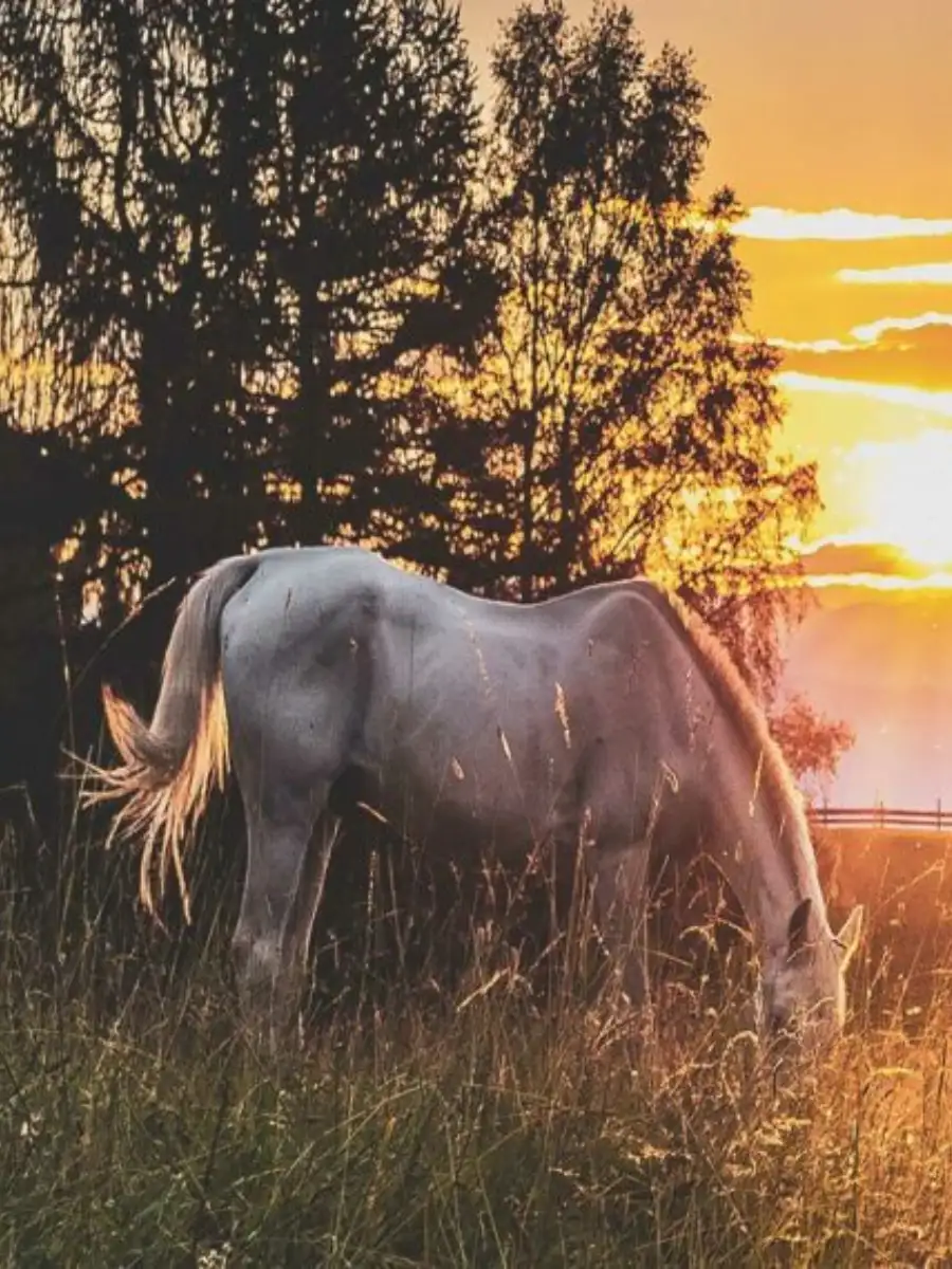 passeggiata a cavallo in toscana